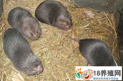 竹鼠养殖周期是多长？竹鼠养殖多久可以卖？