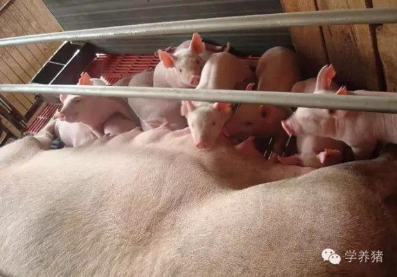 产妇母猪羊水破但是半天不产猪怎么办？
