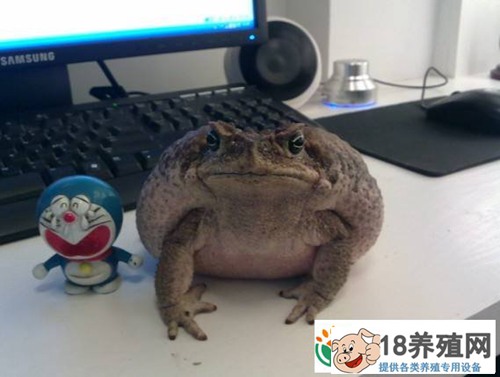 如何养海蟾蜍
_水产养殖(养蟾蜍的技巧)