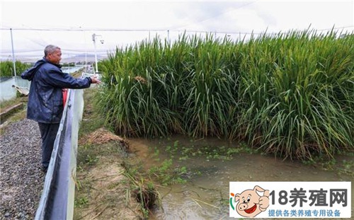 一举两得之稻田养殖泥鳅技术
