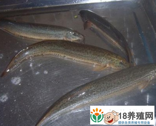 台湾泥鳅养殖技术分享
_水产养殖(养泥鳅的技巧)