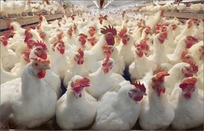 3月19日，CFT鸡评论称，鸡蛋价格稳定，白羽鸡价格继续下跌