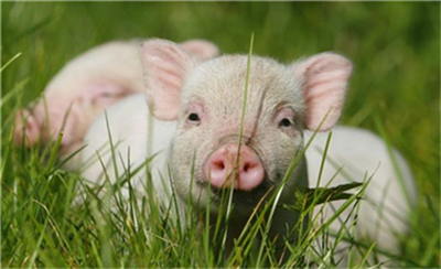 家禽市场供应逐步恢复，猪肉替代产品不断增加！
