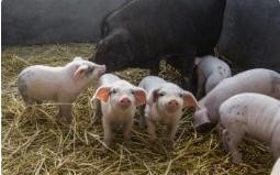 母猪二胎综合症的病因是什么？如何全面控制？

