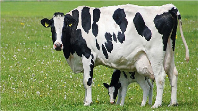奶牛养殖技术
