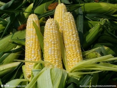 玉米暴涨，为什么？

