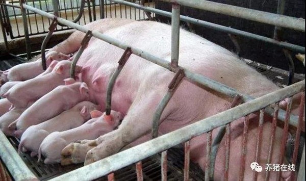 【技术】养猪场的利润靠母猪，母猪滋养气血
