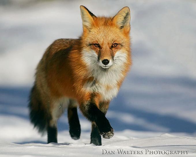 狐狸在繁殖期常见的产科疾病有哪些？怎么防止冶炼？
