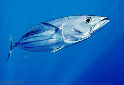 世界上87%的金枪鱼处于健康水平