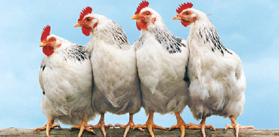 10月9日，CFT鸡的蛋价剧烈波动，白羽鸡价格坚挺
