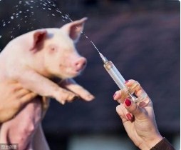 养猪多年，给猪打疫苗，你做对了多少？
