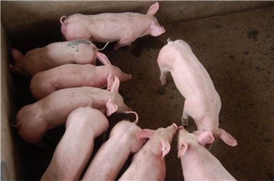 南方有少量生猪的农场积极补充供应

