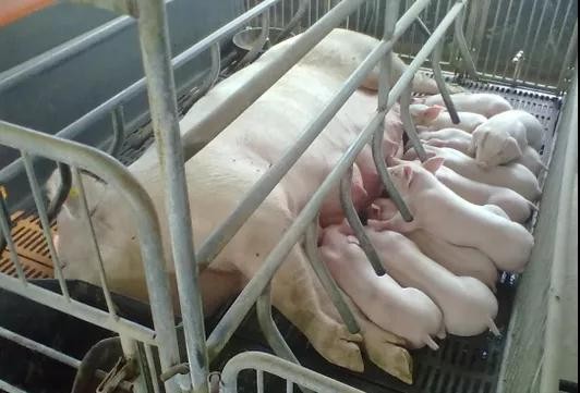 母猪产后如何消炎？
