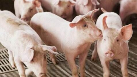 农业和农村事务部:考虑到增长率，培育风味独特、肉质鲜美的特种猪品种