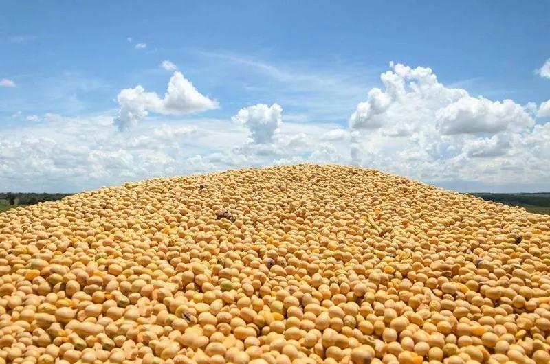 大家都在说大量大豆到了香港，真的能做到降价吗？
