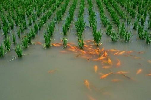 广西:巴马推广“稻+鱼”养殖模式，实现粮渔双赢，扶贫帮扶
