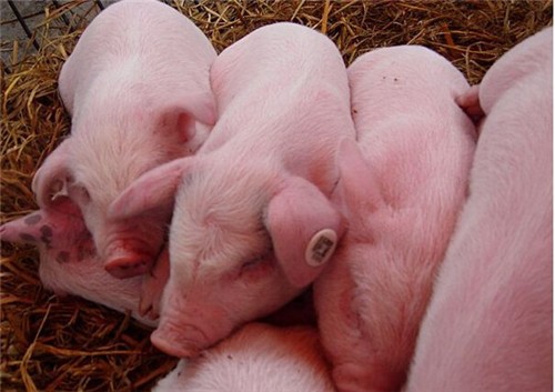 大型养猪户表示，明年猪肉价格可能会下降1英镑4元。你信吗？
