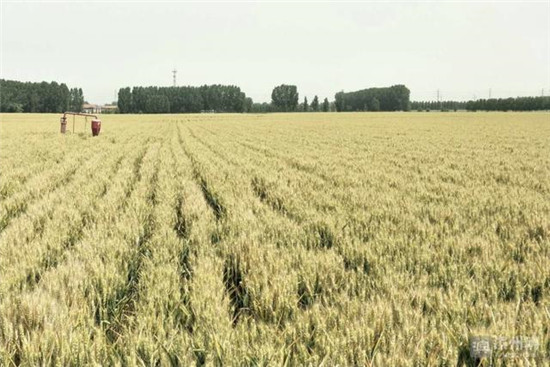 惠农政策的“大礼包”送出了农业效益,农民收入逐步增加