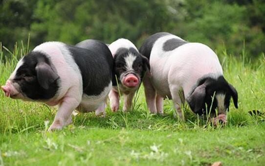 2021年生猪均价28元/斤？全球饲料需求预计将增长6%
