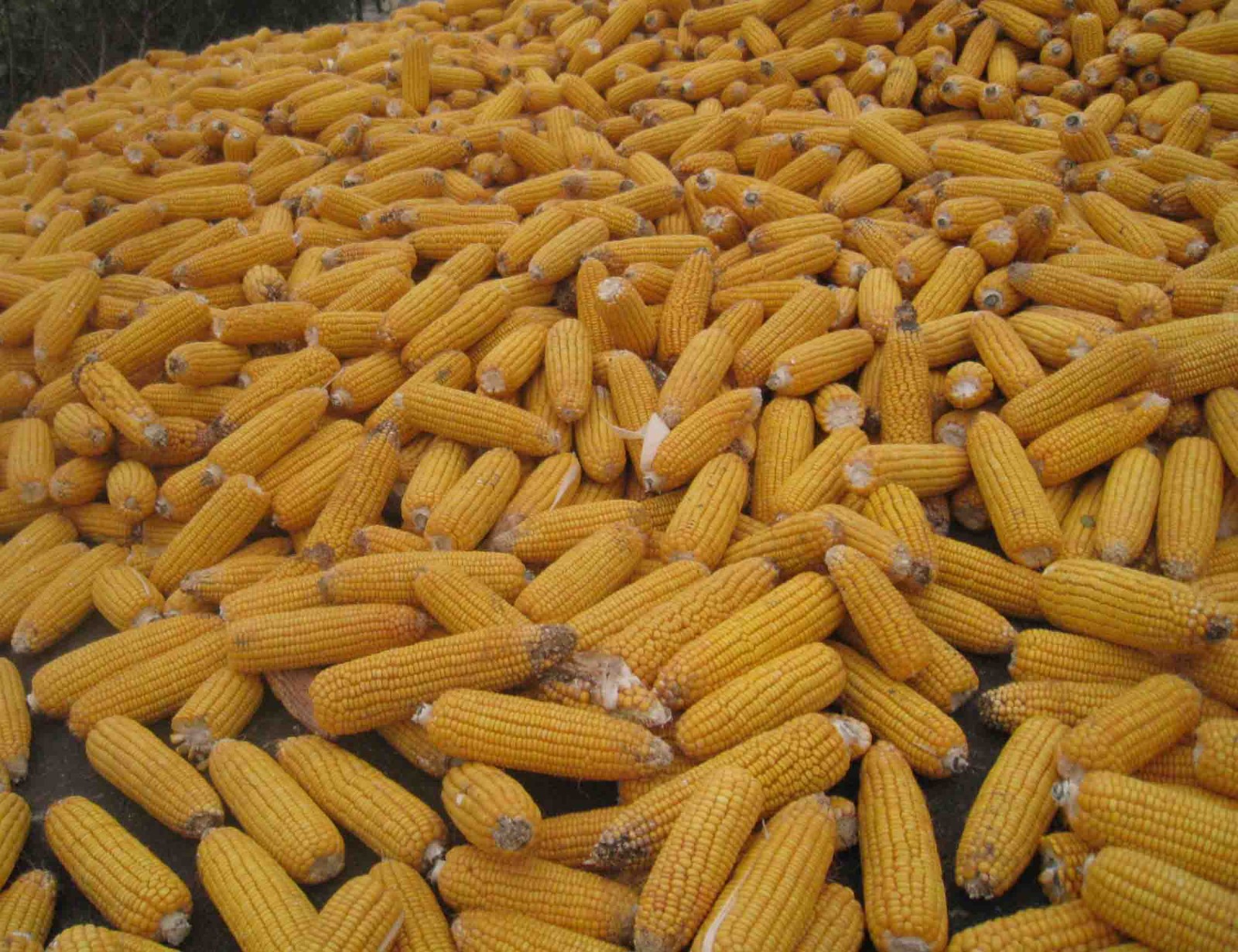 玉米价格太高“风向会变”？

