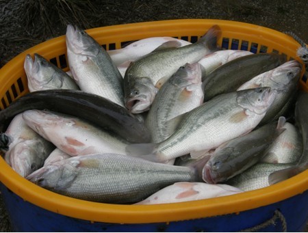 主产区缺鱼，加州鲈鱼全线破20元/斤！经销商在非主产区抢鱼！

