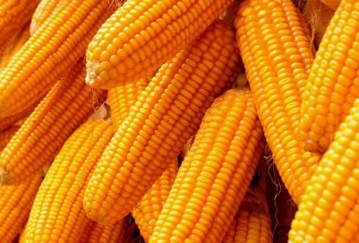 进口同比飙升414.5%，玉米被抛售。高价能维持吗？
