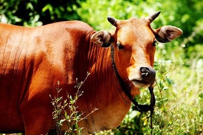 牛一般能养多久？农场如何饲养黄牛？
