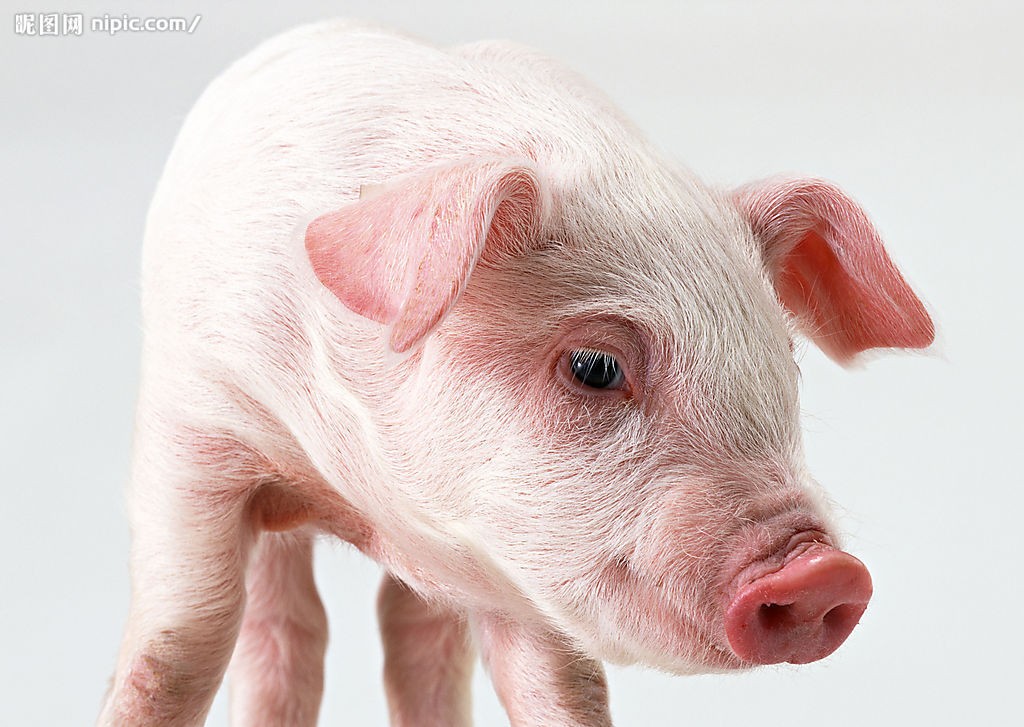 阻碍母猪繁殖的原因是什么？应该怎么解决？

