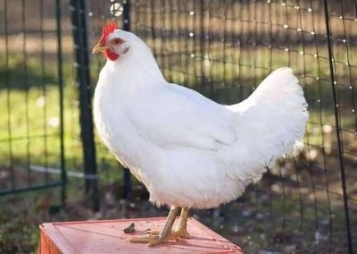 1月29日，CFT鸡评论称，鸡蛋价格见底，白羽鸡价格继续回调
