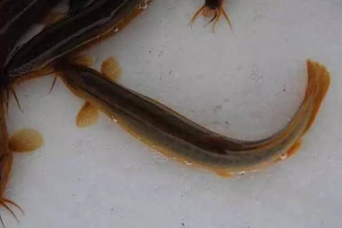 江苏连云港:小泥鳅跳出国门。连云港海关促进泥鳅出口产业发展
