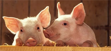 猪价反弹助推大猪消化。未来猪价会涨还是跌？