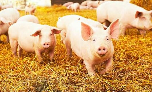 猪场后备种畜场管理的七个关键环节！