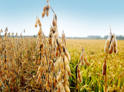 16日:随着玉米市场的上涨，大豆期货收盘上涨
