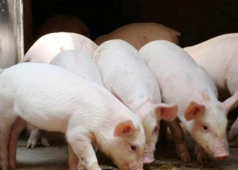 数据回顾:广东省2月份生猪屠宰和肉类供应情况
