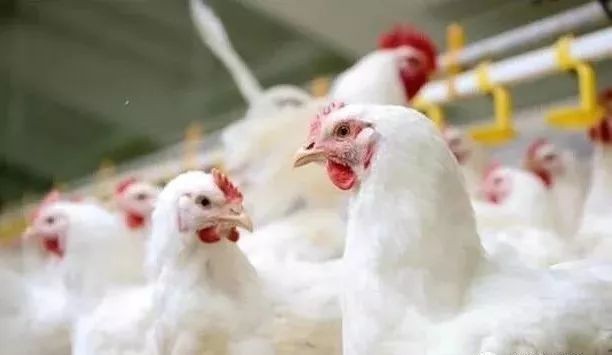 1月8日，CFT鸡的蛋价继续走强，白羽鸡的价格涨跌互现
