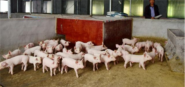 低体重猪的销售结束了。华南五月雨季的跟踪观测