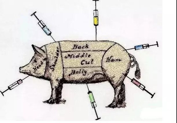 4种给猪注射的方法，哪种比较好？它是如何工作的？
