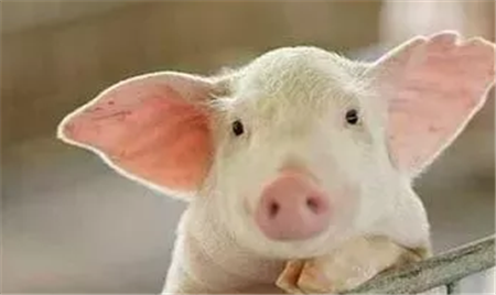 受新冠肺炎疫情影响，最近生猪市场表现如何？