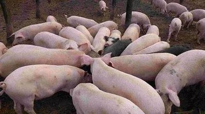养猪户想收集的养猪小窍门总结
