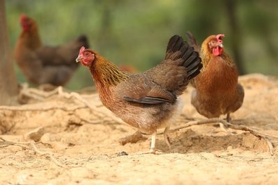 家禽产业链正在逐步恢复。鸡肉价格有望回升
