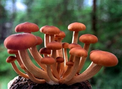 福建简阳:蘑菇托起脱贫致富的梦想
