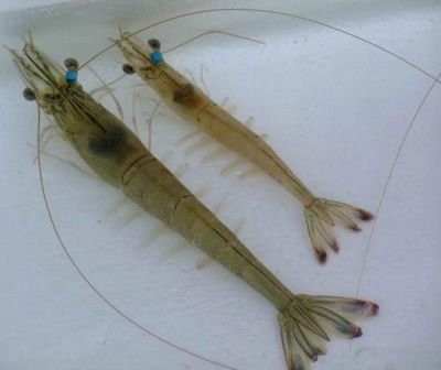中国对虾“黄海4号”已获国家水产原种及良种审定委员会批准
