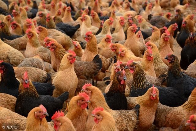 夏天气温高，为什么鸡的维生素严重缺乏？
