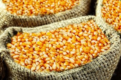 CFT 12 12月11日，国内玉米价格小幅上涨
