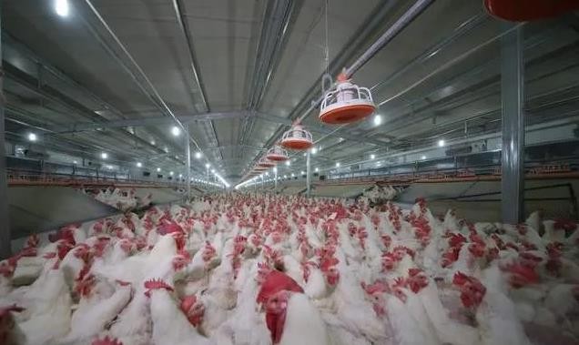 2020年上半年，中国白羽毛肉鸡祖先数量下降至2017年，水产养殖企业水平降低，生产转型
