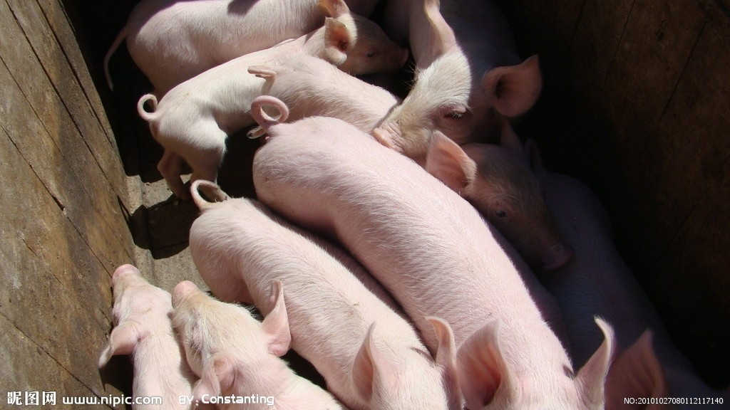 重！8月份可育母猪数量同比增长37.0%
