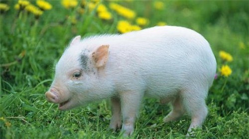 大型猪场实施生物安全体系的操作注意事项
