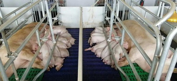 【管理】如何提高母猪的繁殖率和产仔率？详细操作很详细！
