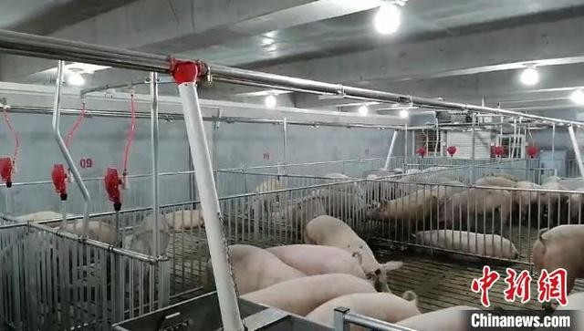 从四川“养猪”看生猪养殖规模:关注生物安全
