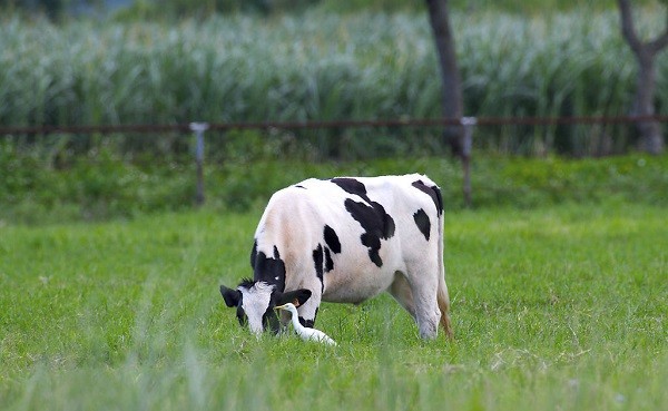 包头市土右旗农牧业局开展奶牛“两病”监测，确保奶源质量安全
